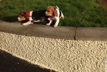 Puppies for sale beagle - Austria, Linz