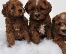 Puppies for sale , cavapoo - Netherlands, Amsterdam