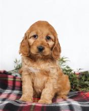 Puppies for sale , cockapoo - Spain, Alicante