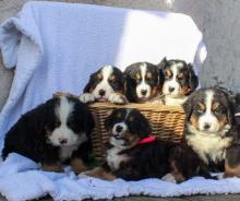 Puppies for sale bernese mountain dog - Canada, Quebec, Montreal