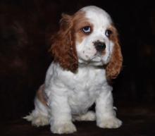 Puppies for sale cocker spaniel - Kyrgyzstan, Bishkek