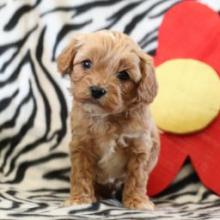 Puppies for sale , cavapoo - Poland, Gdansk