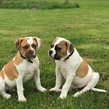 Puppies for sale american bulldog - Hungary, Szeged