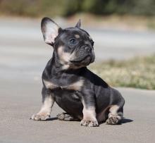 Puppies for sale french bulldog - Italy, Milan