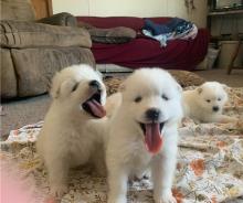 Puppies for sale samoyed dog (samoyed) - Italy, Rome