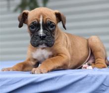 Puppies for sale boxer - Ireland, Cork