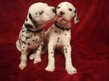 Puppies for sale dalmatian - Ireland, Cork