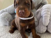 Puppies for sale doberman - Austria, Graz. Price 11 €