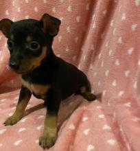 Puppies for sale miniature pinscher - Bulgaria, Varna