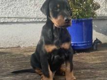 Puppies for sale doberman - Greece, Patra