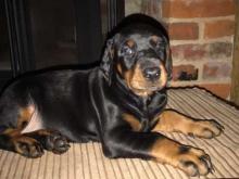 Puppies for sale doberman - Ireland, Cork