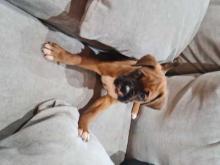 Puppies for sale boxer - Netherlands, Breda