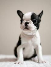 Puppies for sale , boston terrie puppies - Lithuania, Vilnius