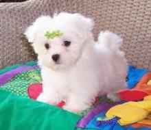 Puppies for sale maltese - Italy, 