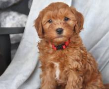 Puppies for sale , goldendoodle - Italy, Rome