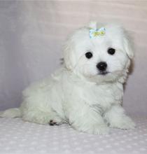 Puppies for sale maltese - Spain, Alicante