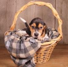 Puppies for sale beagle - United Kingdom, Bristol