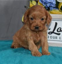 Puppies for sale , cavapoo - Canada, Alberta, Calgary