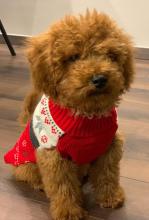 Puppies for sale , poodle - Malta, Valletta