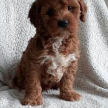 Puppies for sale , cockapoo - Portugal, Gondomar