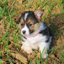 Puppies for sale , welsh, corgi - Portugal, Aveiro