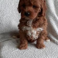 Puppies for sale , cockapoo - Portugal, Port