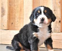 Puppies for sale bernese mountain dog - Canada, Alberta, Calgary