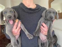 Puppies for sale weimaraner - Ireland, Dublin