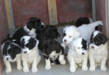 Puppies for sale mixed breed, portuguese water dog - Ireland, Dublin