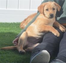 Puppies for sale labrador retriever - Spain, Madrid