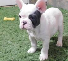 Puppies for sale french bulldog - Spain, Alicante