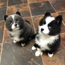 Puppies for sale , pomsky - United Kingdom, Belfast