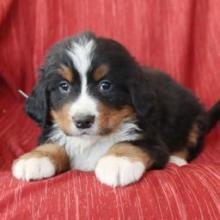 Puppies for sale bernese mountain dog - Portugal, Gondomar