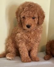 Puppies for sale mixed breed, goldendoodle - Ireland, Dublin