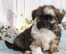 Puppies for sale lhasa apso - Italy, Rome