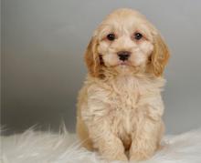 Puppies for sale , cockapoo - Italy, Rome