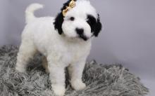 Puppies for sale other breed, portuguese water dog - Ireland, Cork