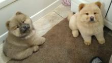 Puppies for sale chow chow - Germany, Leverkusen