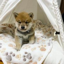 Puppies for sale , shiba inu - Denmark, Aalborg