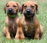 Puppies for sale rhodesian ridgeback - Ireland, Dublin