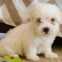 Puppies for sale maltese - United Kingdom, Darlington