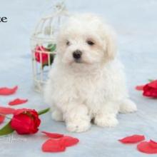 Puppies for sale maltese - United Kingdom, Rugby