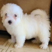 Puppies for sale maltese - United Kingdom, Cambridge