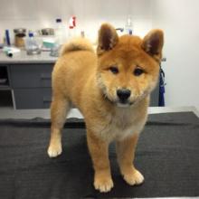 Puppies for sale , shiba inu - Netherlands, Borne