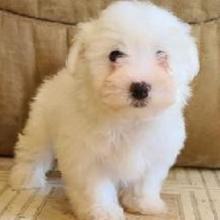 Puppies for sale maltese - Canada, Prince Edward Island