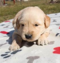 Puppies for sale golden retriever - Azerbaijan, Sumgait