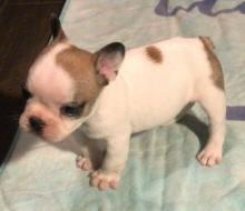 Puppies for sale french bulldog - Russia, Find