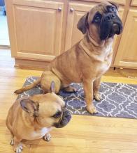 Puppies for sale bullmastiff - Moldova, Chisinau