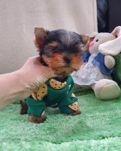 Puppies for sale yorkshire terrier - Canada, Ontario, Toronto