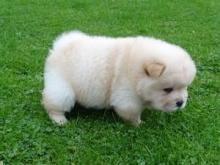 Puppies for sale , chow chow puppies - Belarus, Minsk